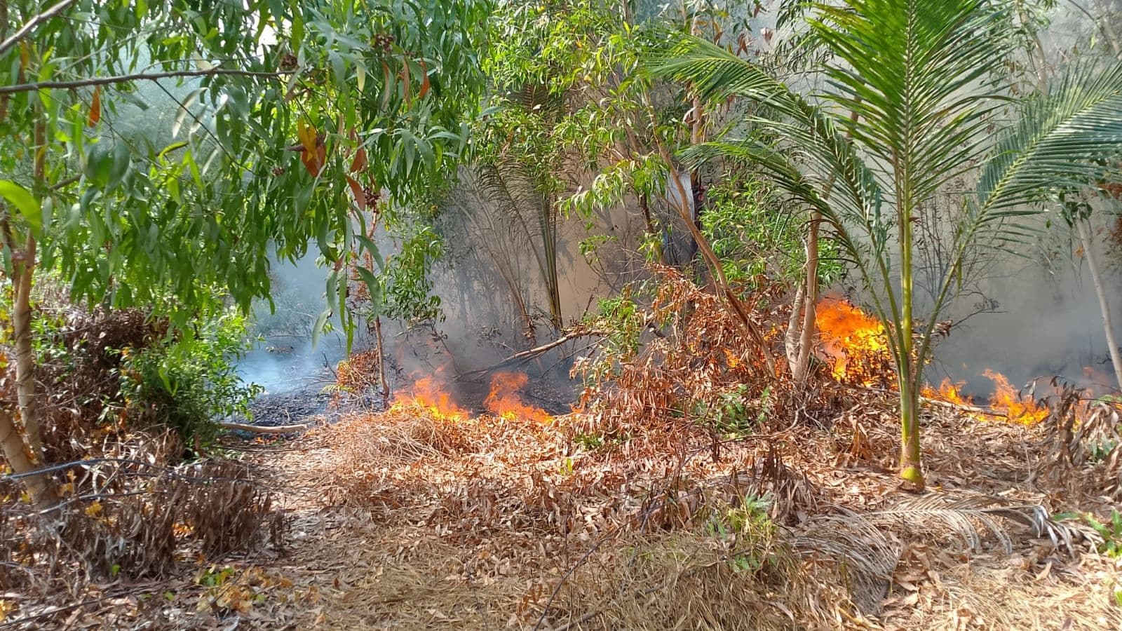 Prabowo Jadikan Karhutla Prioritas Utama, Minta 70.000 Polisi Hutan